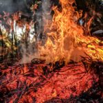 A captivating image of vibrant flames from an outdoor bonfire against a forest background.